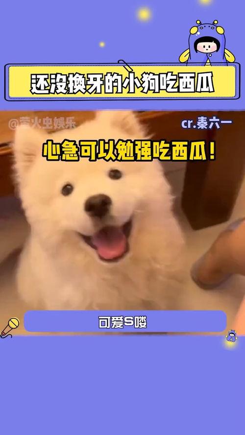 娱乐吃瓜酱人被狗撞